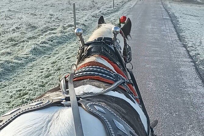 Killarney Jaunting Car Tour - What Makes This Tour Stand Out?