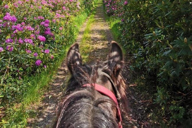 Killarney National Park Horseback Ride. Co Kerry. Guided. 1 hour. - Booking and Practicalities