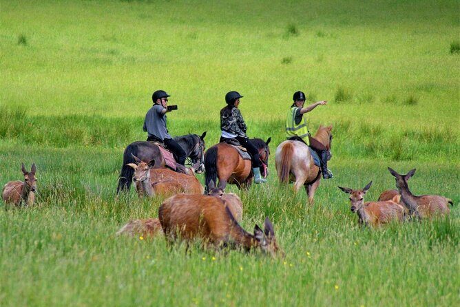 Killarney National Park Horseback Ride. Co Kerry. Guided. 3 hours. - Diving Into the Experience: What to Expect on This Horseback Ride