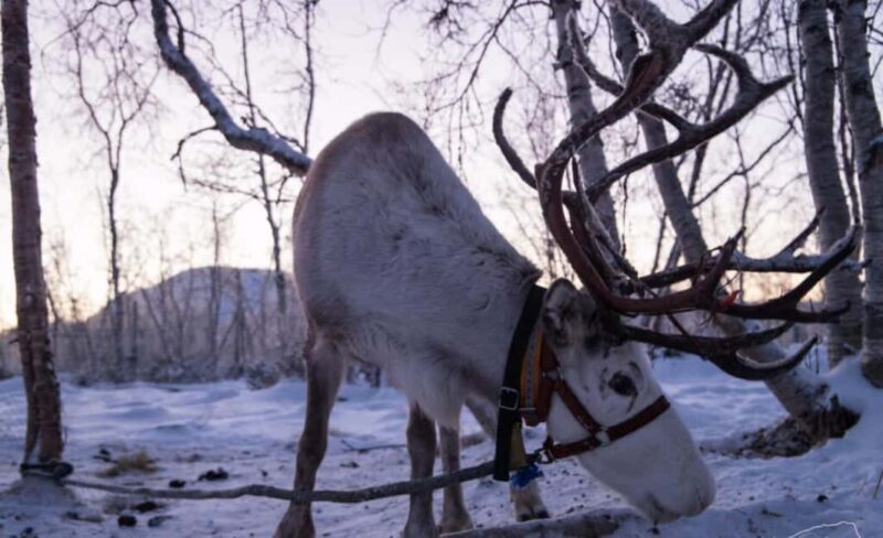 Kilpisjärvi: Sámi Culture and Reindeer Herding Tour - Key Points