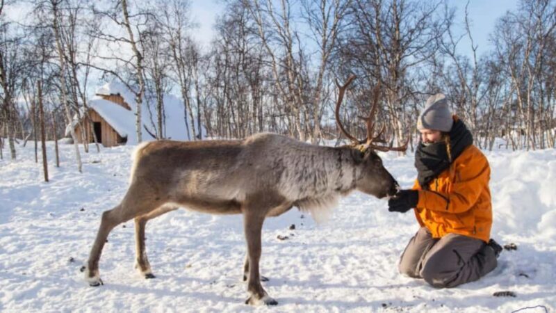 Kilpisjärvi: Sámi Culture and Reindeer Herding Tour - FAQ