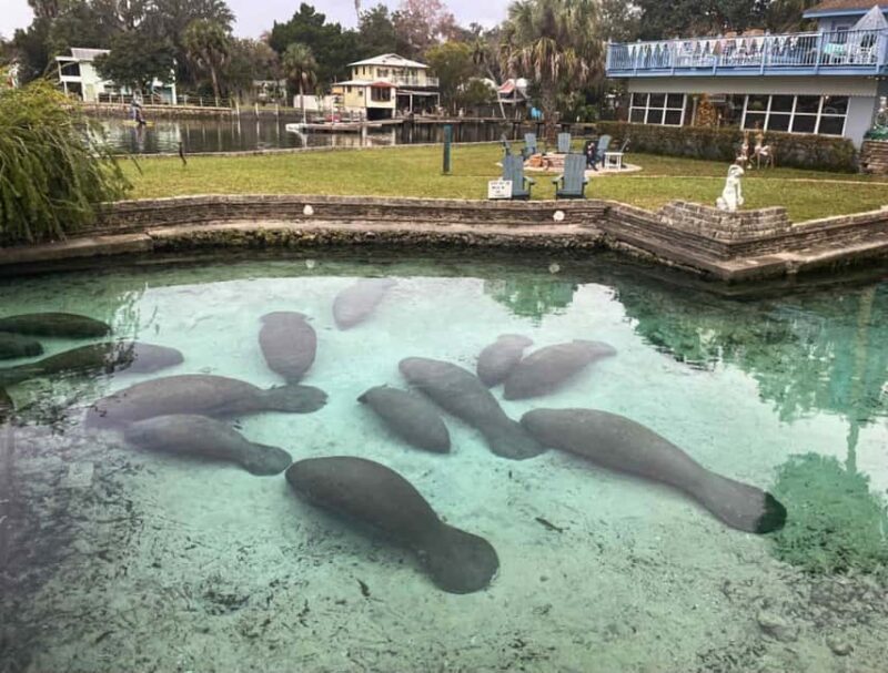 Kings Bay, Crystal River: Gentle Sunrise Manatee Kayak Tour - Final Thoughts: Is It Worth It?