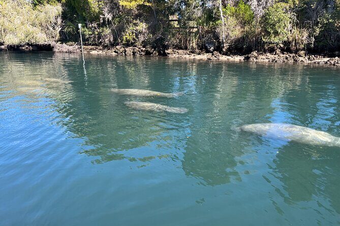 Kings Bay Eco Tours - Final Thoughts