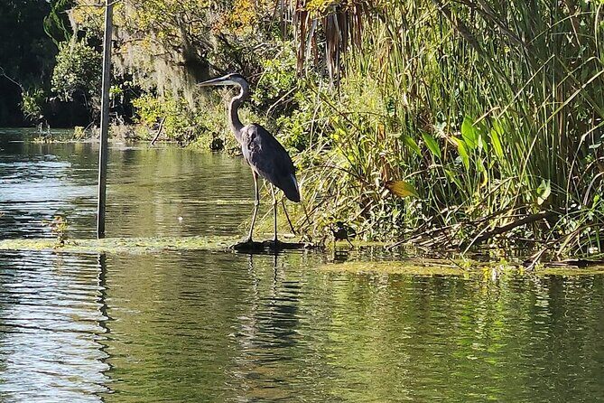 Kings Bay Manatee Watching Cruise - The Itinerary Breakdown