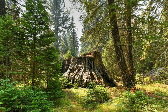 Kings Canyon National Park Self-Guided Audio Tour - Final Thoughts: Is It Worth It?