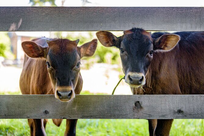 Kings Landing Admission Ticket - Who Should Consider Visiting Kings Landing?