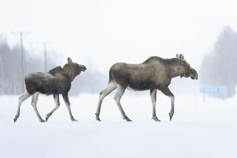 Kiruna: Abisko and Björkliden Day Trip with Lunch - FAQ