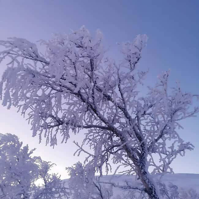 Kiruna: Daytime Snowshoe Hike - Who Will Love This Tour?
