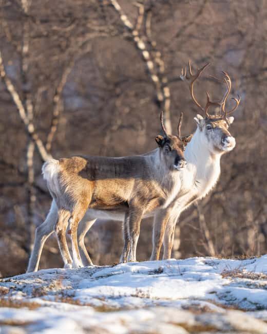 Kiruna: Daytime Snowshoe Hike - Frequently Asked Questions