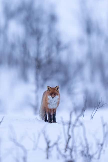 Kiruna: Daytime Snowshoe Hike - Final Thoughts