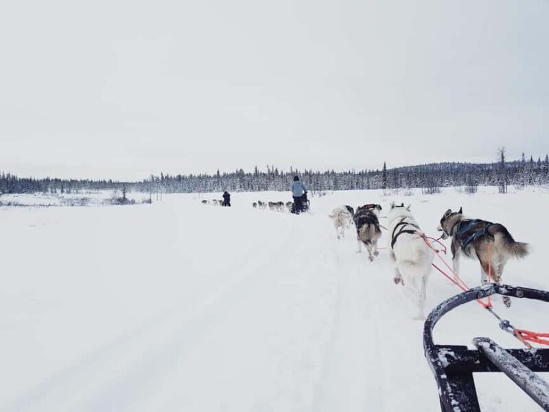 Kiruna: Dogsledding Husky tour with Lunch - What to Expect During the Tour