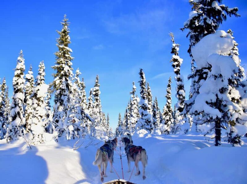 Kiruna: Family-friendly Short Husky Tour with Coffee - Key Points