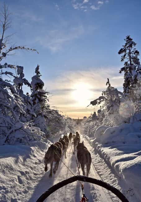 Kiruna: Family-friendly Short Husky Tour with Coffee - What This Tour Offers in Detail