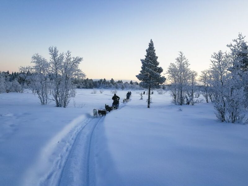 Kiruna: Guided Afternoon Drive Your Own Dog Sled Tour - Key Points