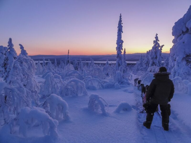 Kiruna: Guided Afternoon Drive Your Own Dog Sled Tour - The Experience in Detail