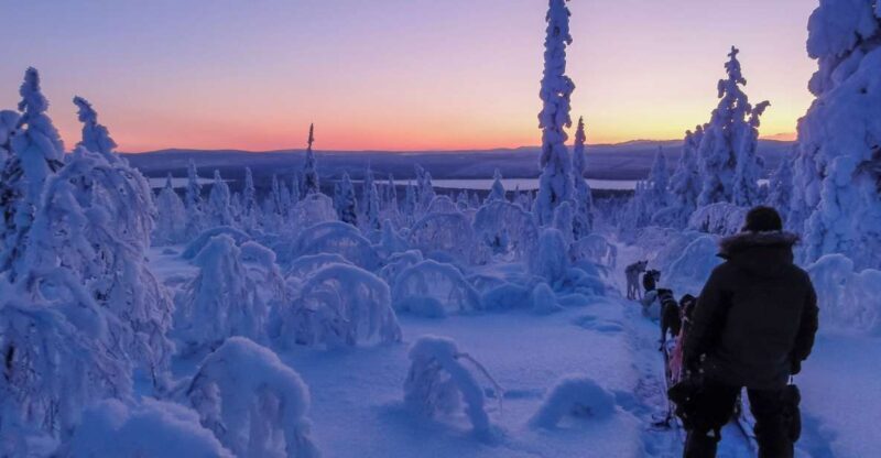 Kiruna: Guided Afternoon Drive Your Own Dog Sled Tour - The Sum Up