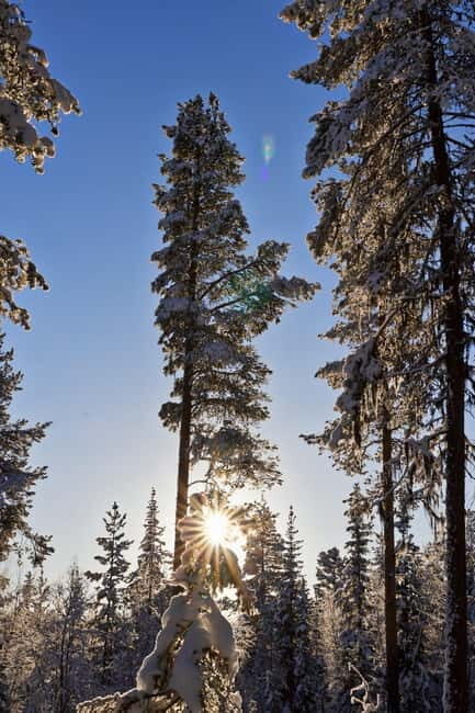 Kiruna: Husky Sled Ride with Traditional Lunch - The Honest Side: Pros and Cons