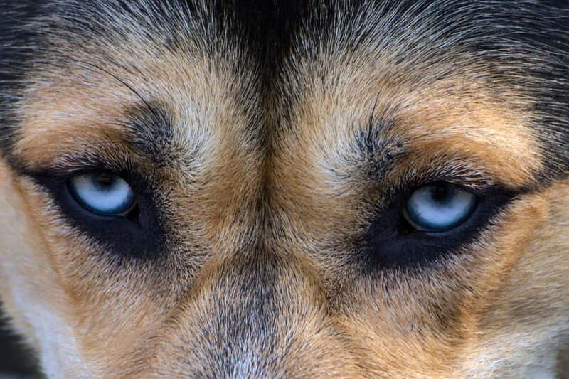 Kiruna: Husky Sled Ride with Traditional Lunch - FAQ