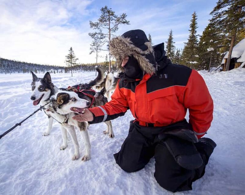 Kiruna: Morning Dogsled Ride with Swedish Fika - What to Expect on the Tour