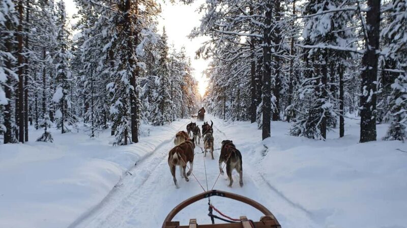 Kiruna: Morning Dogsled Ride with Swedish Fika - Who Should Book This Tour?