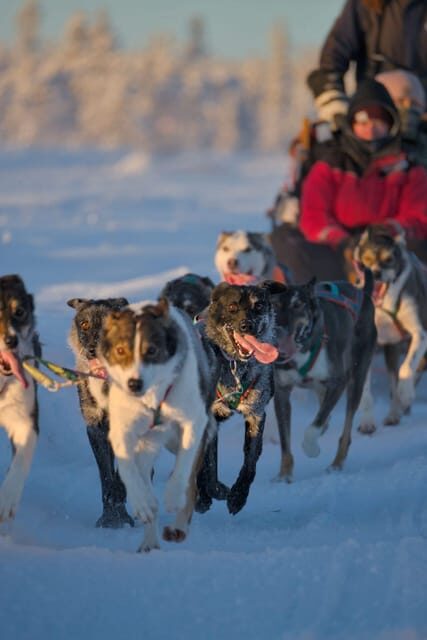 Kiruna: Morning Husky Sled Ride with Coffee Break - Practical Considerations