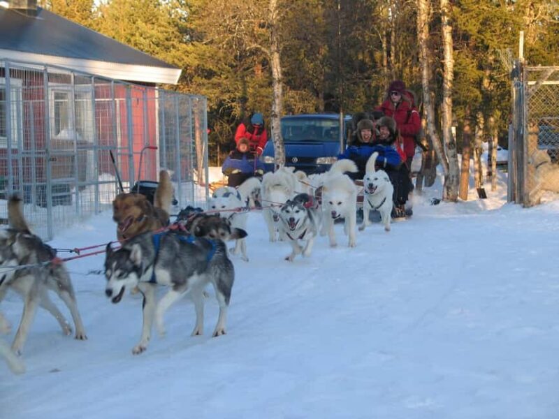 Kiruna: Northern Light Short Husky Tour with Coffee - Key Points