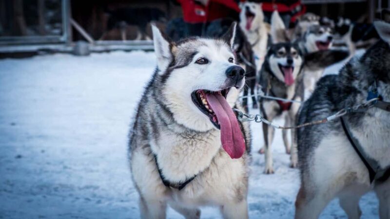 Kiruna: Northern Light Short Husky Tour with Coffee - Practicalities and Considerations