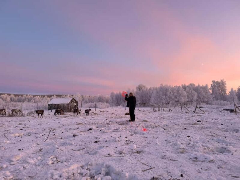 Kiruna: Reindeer Feeding Tour and Sámi Culture with Minibus - A Closer Look at the Kiruna Reindeer Feeding Tour