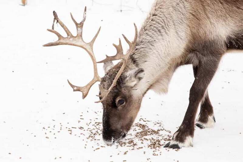 KIRUNA: Reindeer Sled Ride in the Countryside - What to Expect from the Reindeer Sled Experience