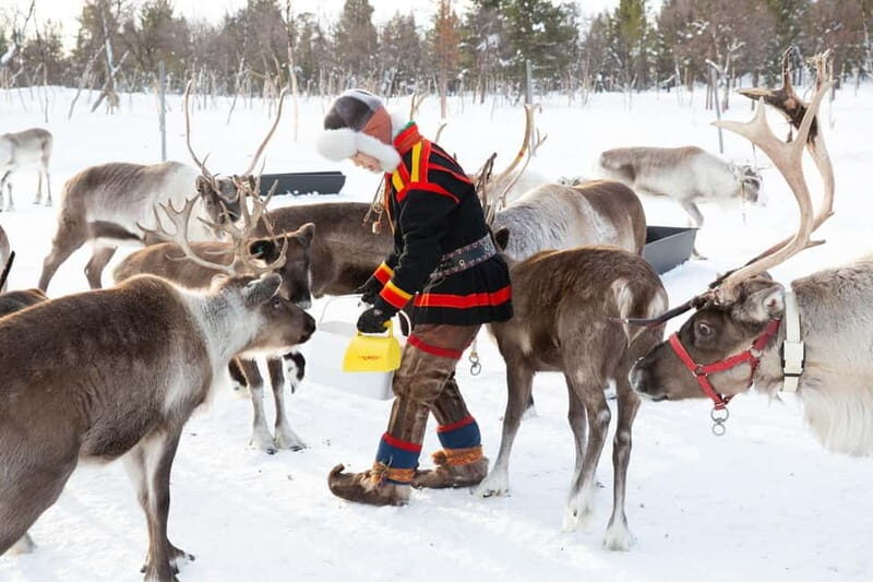KIRUNA: Reindeer Sled Ride in the Countryside - The Authentic Touch: What Real Participants Say