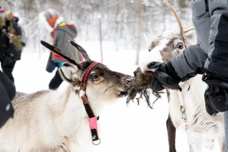 KIRUNA: Sami Reindeer Experience - Practical Details and Considerations
