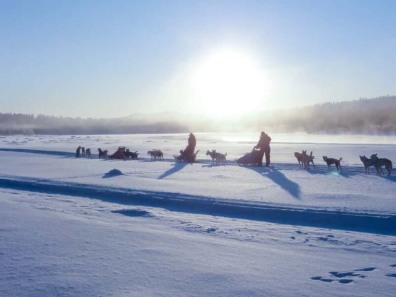 Kiruna: Self-drive Husky Morning Tour - Key Points