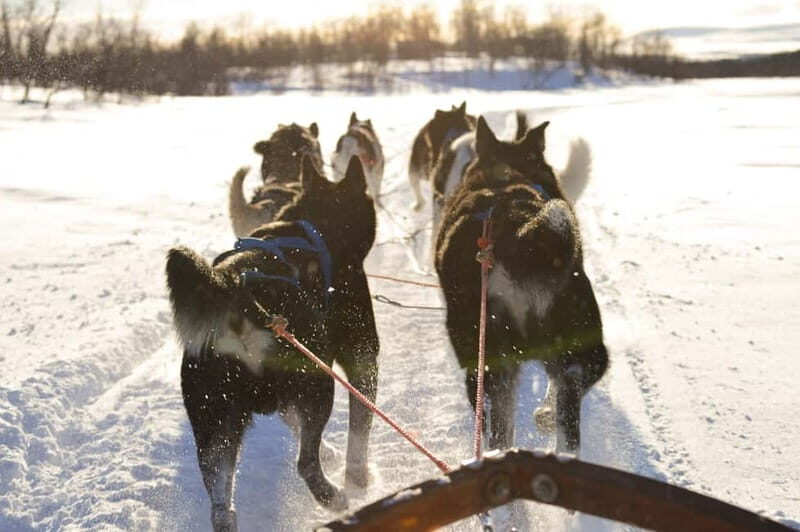 Kiruna: Self-drive Husky Morning Tour - What You Can Expect on This Self-drive Husky Tour