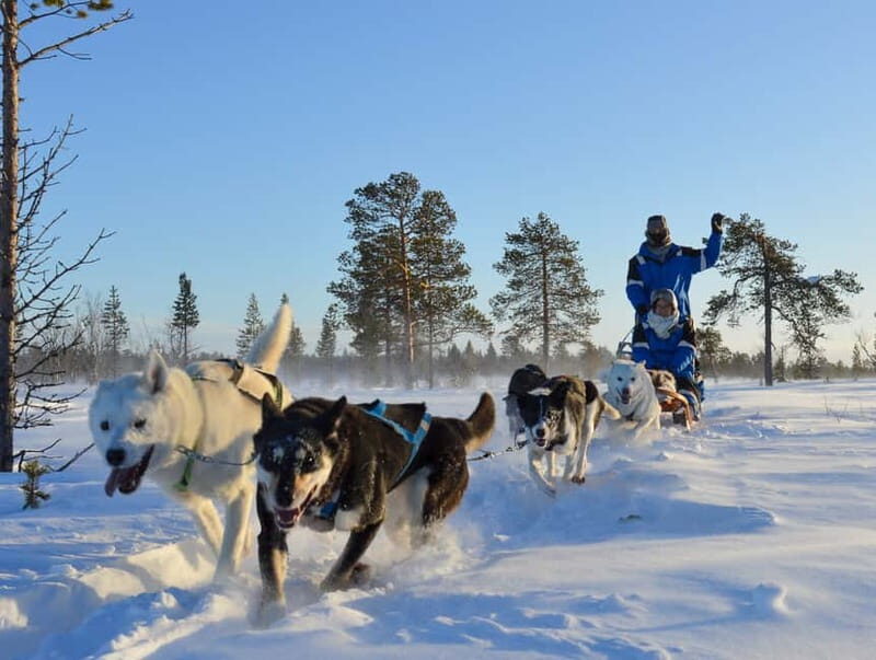 Kiruna: Self-drive Husky Morning Tour - Price & Value