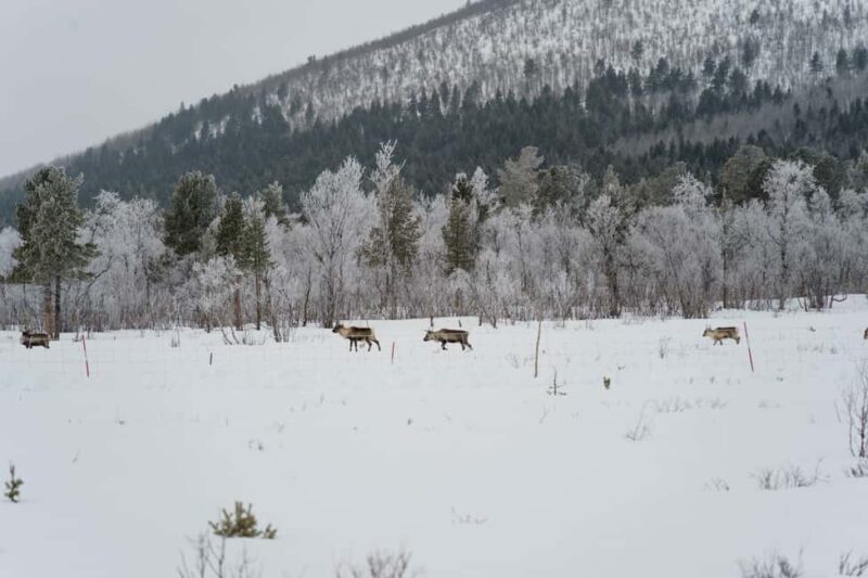 Kiruna: Small Group Snowmobile with Snacks - Key Points