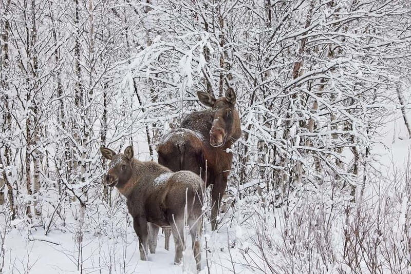 Kiruna: Wildlife and nature photography - Key Points