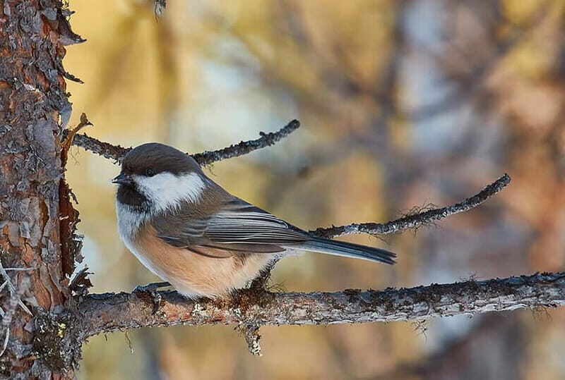 Kiruna: Wildlife and nature photography - FAQs