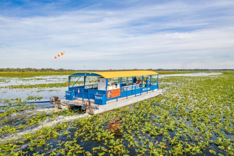 Kissimmee: 1 Hour Florida Everglades Pontoon Boat Tour - What to Expect from the Everglades Pontoon Tour