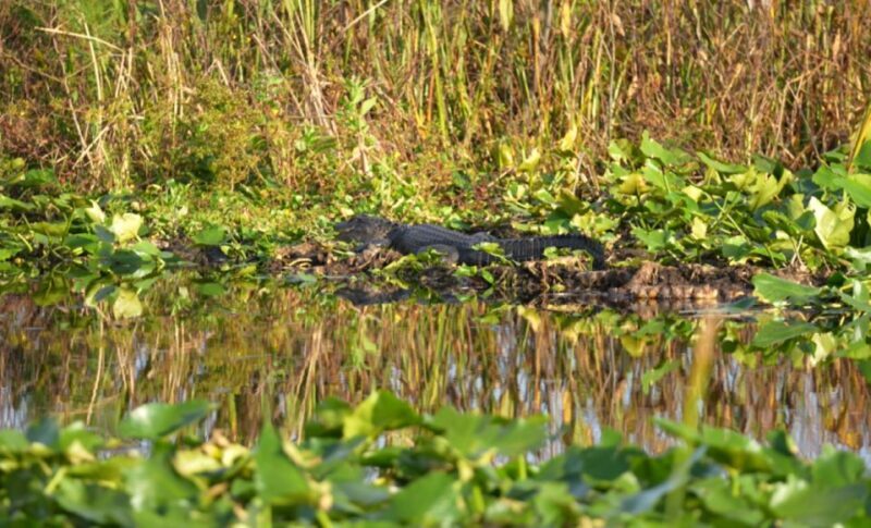 Kissimmee: 1 Hour Florida Everglades Pontoon Boat Tour - Price and Value