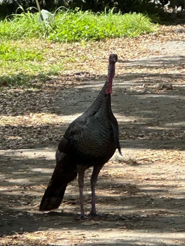 Kissimmee: 4-Hour All Electric Mountain Bike Lakefront Tour - Who Would Love This Tour?