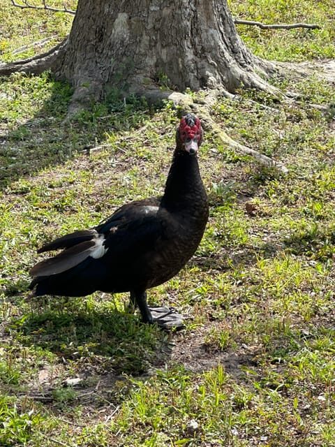 Kissimmee: 4-Hour All Electric Mountain Bike Lakefront Tour - FAQ