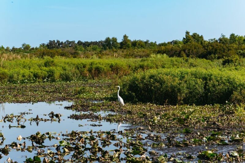 Kissimmee: Everglades Airboat Adventure Tour - Final Thoughts