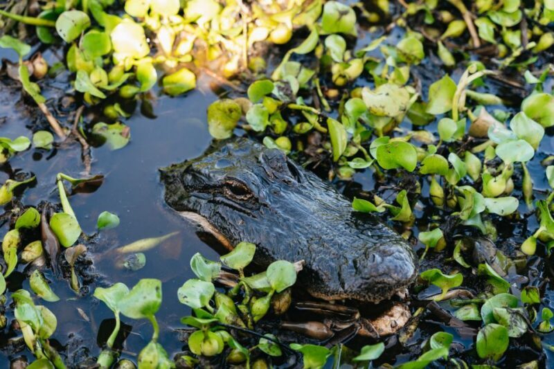 Kissimmee: Everglades Airboat Adventure Tour - FAQ