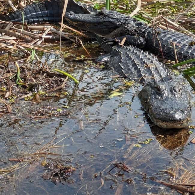 Kissimmee: Everglades Alligator and Wildlife Airboat Tour - What You Can Expect on the Tour