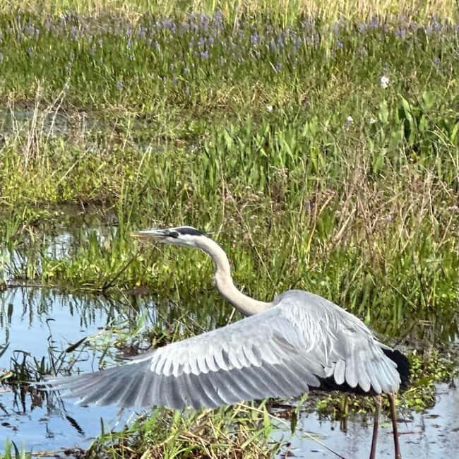 Kissimmee: Everglades Alligator and Wildlife Airboat Tour - Who Is This Tour Best For?