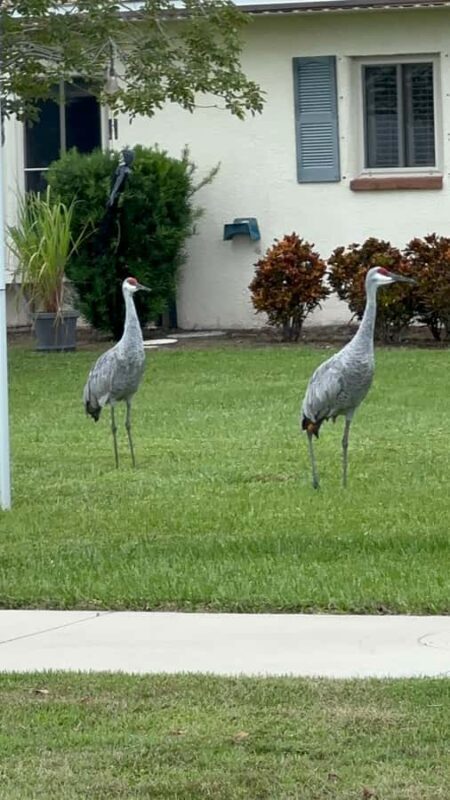 Kissimmee: Self-Guided Lakefront Tour on All Electric Bike - What to Expect on the Self-Guided Lakefront Bike Tour