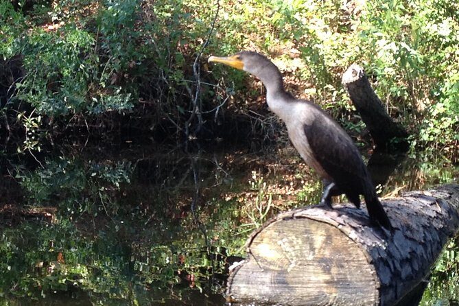 Kitty Hawk Maritime Forest Kayak Tour - The Pros and Cons