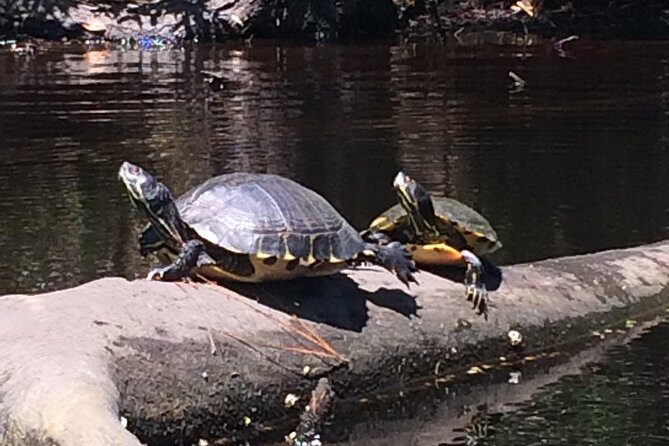 Kitty Hawk Maritime Forest Kayak Tour - Who Should Consider This Tour?