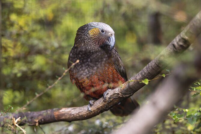 Kiwi Park Queenstown Admission - Who Is This Experience For?