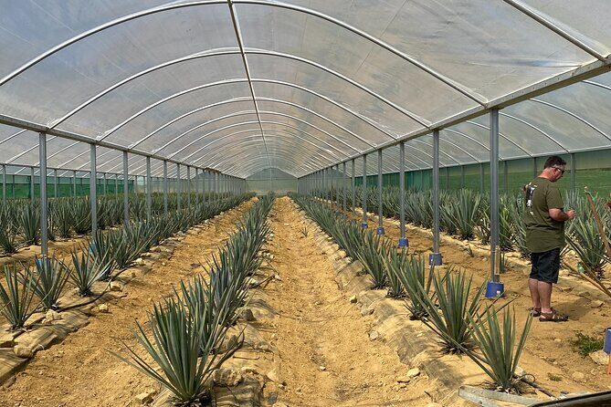 Kiwi Spirit Distillery Golden Bay - Visit New Zealand's only Tequila Farm! - The Practicalities